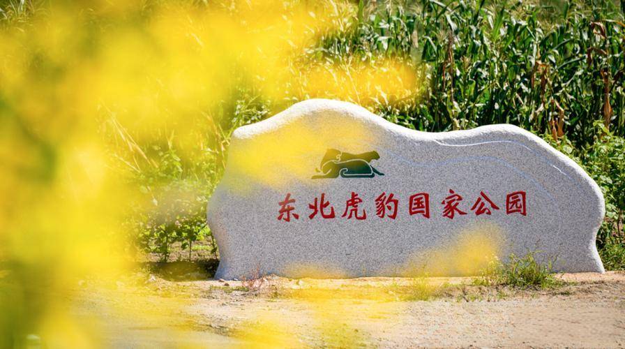 东北虎纪念币终于要来了？如何应对<strong></p>
<p>币虎</strong>！