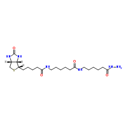 cas:211237-33-1 Biotin-XX hydrazide 生物素XX酰肼