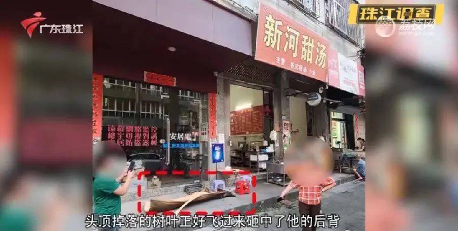 一男子被树叶砸骨折！获赔2.2万元<strong></p>
<p>ACX</strong>，网友：就知道是它…