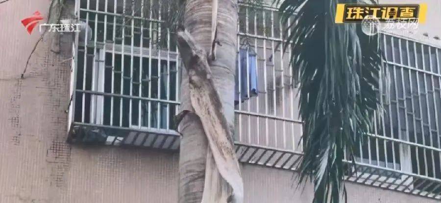 一男子被树叶砸骨折！获赔2.2万元<strong></p>
<p>ACX</strong>，网友：就知道是它…