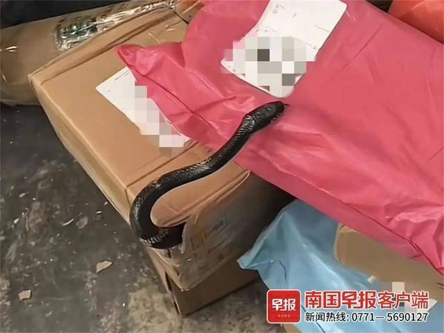 吓人<strong></p>
<p>坚果</strong>！广西一快递网点的包裹里钻出一条蛇！快递公司回应