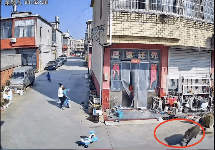 街头横冲直闯<strong></p>
<p>币蓝</strong>，抱娃女子被撞伤，警方：已被特警击毙