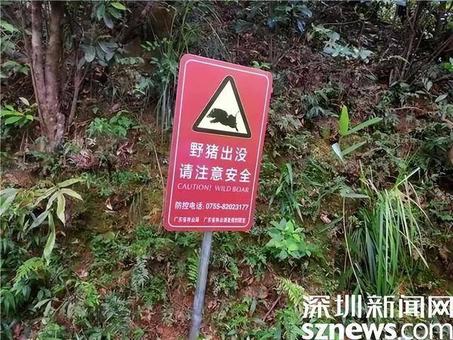 深圳梧桐山毒蛇和野猪出没<strong></p>
<p>Hydax</strong>，网友建议进行整治猎捕，景区回应：禁止违法猎捕野生动物