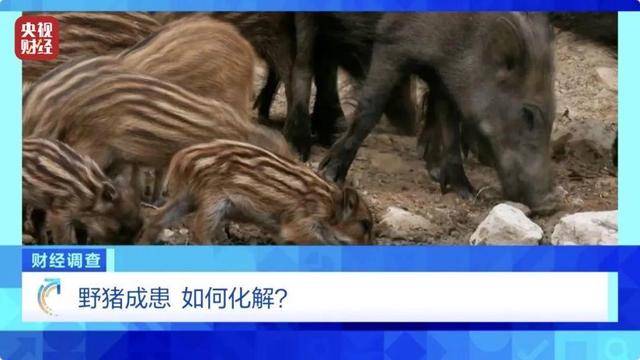 多地频现野猪伤人致害<strong></p>
<p>Coinsquare</strong>！为什么不能放开猎捕？记者调查