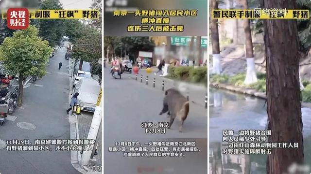 多地频现野猪伤人致害<strong></p>
<p>Coinsquare</strong>！为什么不能放开猎捕？记者调查