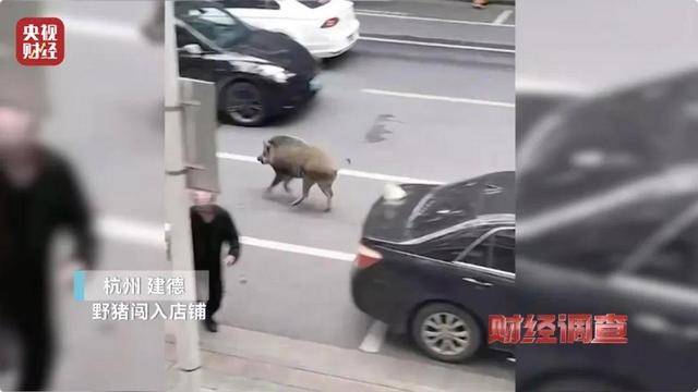 多地频现野猪伤人致害<strong></p>
<p>Coinsquare</strong>！为什么不能放开猎捕？记者调查