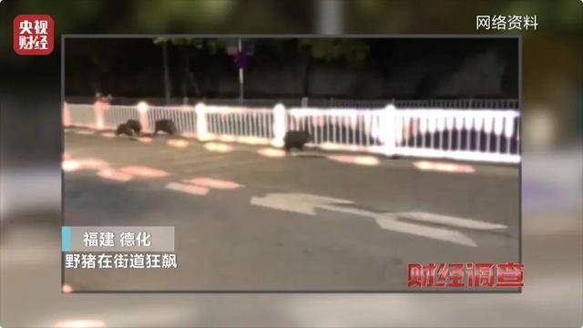 多地频现野猪伤人致害<strong></p>
<p>Coinsquare</strong>！为什么不能放开猎捕？记者调查