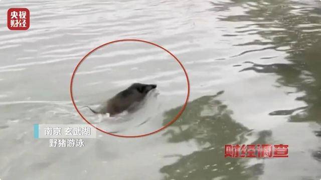 多地频现野猪伤人致害<strong></p>
<p>Coinsquare</strong>！为什么不能放开猎捕？记者调查