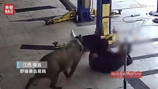 多地频现野猪伤人致害<strong></p>
<p>Coinsquare</strong>！为什么不能放开猎捕？记者调查