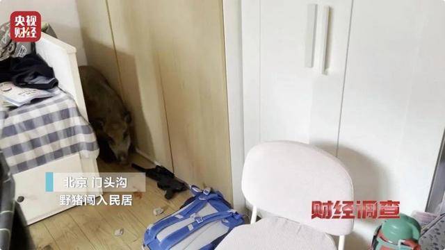 多地频现野猪伤人致害<strong></p>
<p>Coinsquare</strong>！为什么不能放开猎捕？记者调查