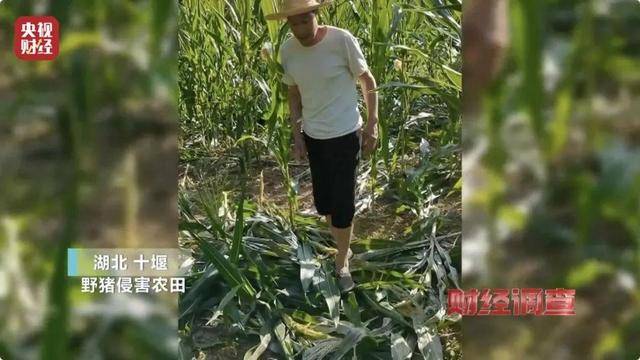 多地频现野猪伤人致害<strong></p>
<p>Coinsquare</strong>！为什么不能放开猎捕？记者调查