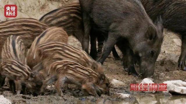 多地频现野猪伤人致害<strong></p>
<p>Coinsquare</strong>！为什么不能放开猎捕？记者调查