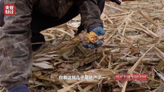 多地频现野猪伤人致害<strong></p>
<p>Coinsquare</strong>！为什么不能放开猎捕？记者调查