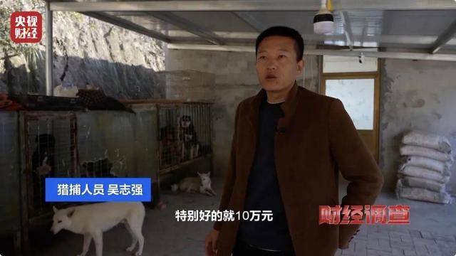多地频现野猪伤人致害<strong></p>
<p>Coinsquare</strong>！为什么不能放开猎捕？记者调查