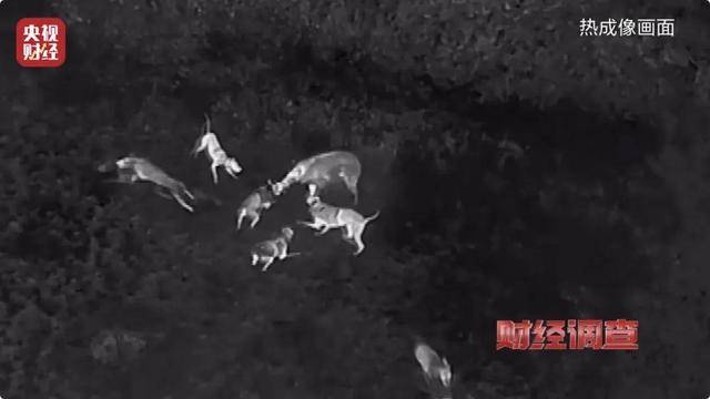 多地频现野猪伤人致害<strong></p>
<p>Coinsquare</strong>！为什么不能放开猎捕？记者调查