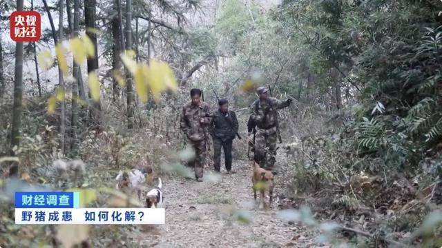 多地频现野猪伤人致害<strong></p>
<p>Coinsquare</strong>！为什么不能放开猎捕？记者调查