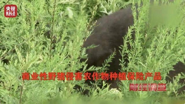 多地频现野猪伤人致害<strong></p>
<p>Coinsquare</strong>！为什么不能放开猎捕？记者调查