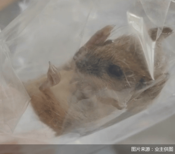 老鼠乱窜、直饮水发黄<strong></p>
<p>Luno</strong>，北京业主千万元买的和锦诚园居然是这样