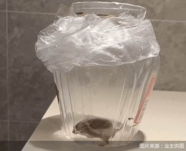 老鼠乱窜、直饮水发黄<strong></p>
<p>Luno</strong>，北京业主千万元买的和锦诚园居然是这样