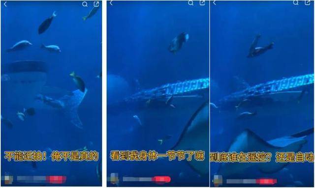 海洋馆里的鲸鲨竟是“机器鱼”<strong></p>
<p>鹿网</strong>，游客怒了！假鲸鲨贵的也要千万元，专家：确实有难处