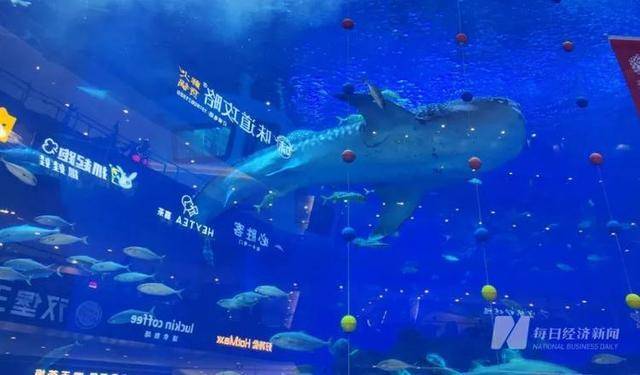 海洋馆里的鲸鲨竟是“机器鱼”<strong></p>
<p>鹿网</strong>，游客怒了！假鲸鲨贵的也要千万元，专家：确实有难处