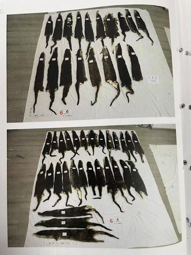 女子抱猫入境为何神色慌张<strong></p>
<p>鹿网</strong>？袋内竟藏了46张水獭皮