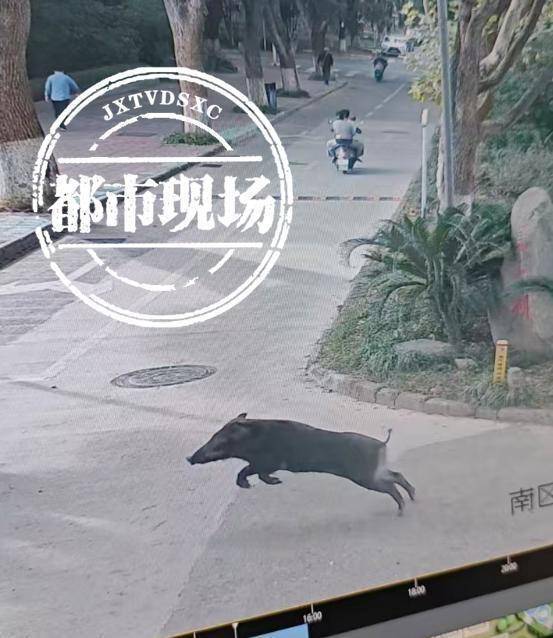 江西一高校惊现野猪<strong></p>
<p>鹿网</strong>，最后在食堂被成功抓获