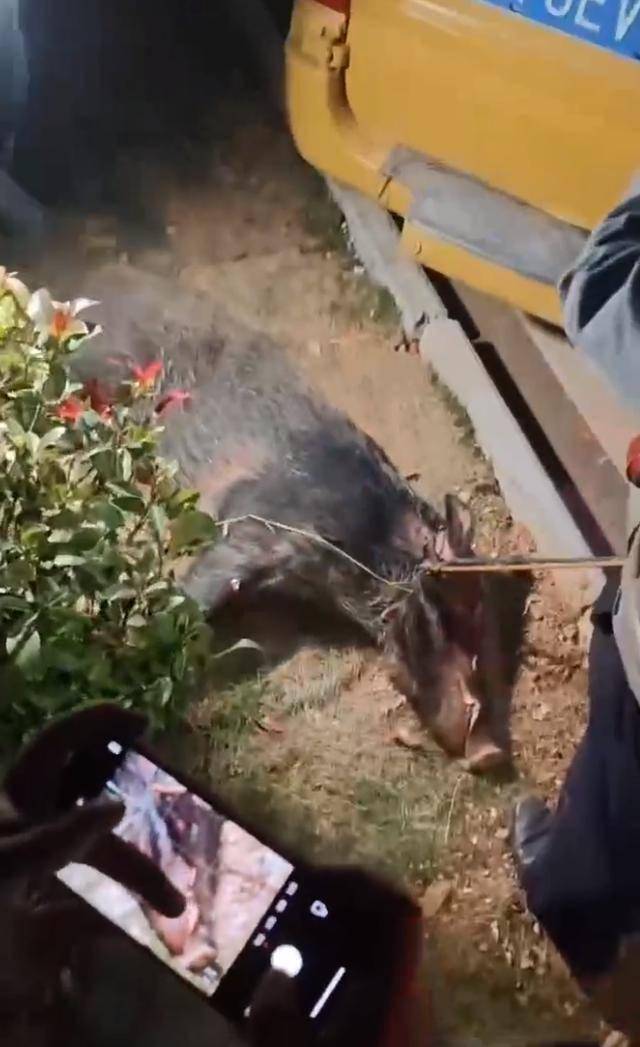 江西一高校惊现野猪<strong></p>
<p>鹿网</strong>，最后在食堂被成功抓获