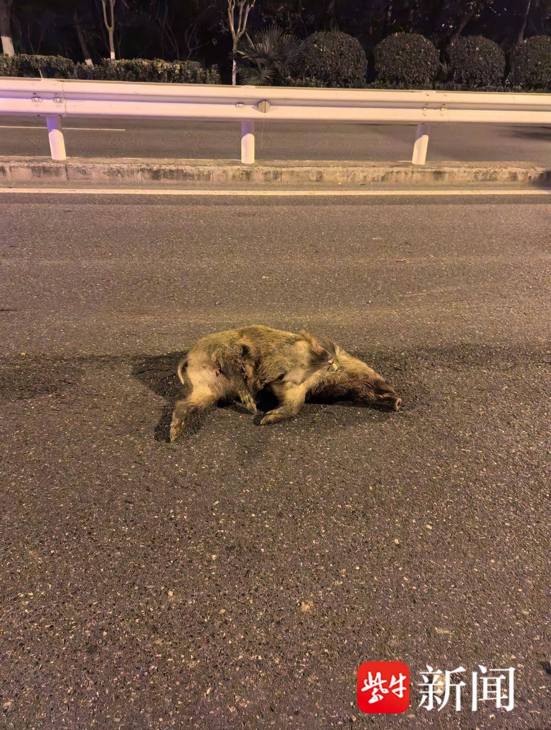 南京一市民晚上开车撞到野猪<strong></p>
<p>生财宝</strong>，而且撞了两头！