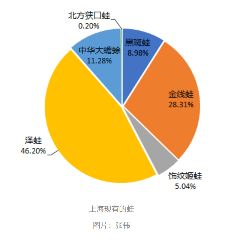 曾经遍地的“田鸡”十几年看不到一只<strong></p>
<p>生财宝</strong>，国家二级保护动物正拼命回归