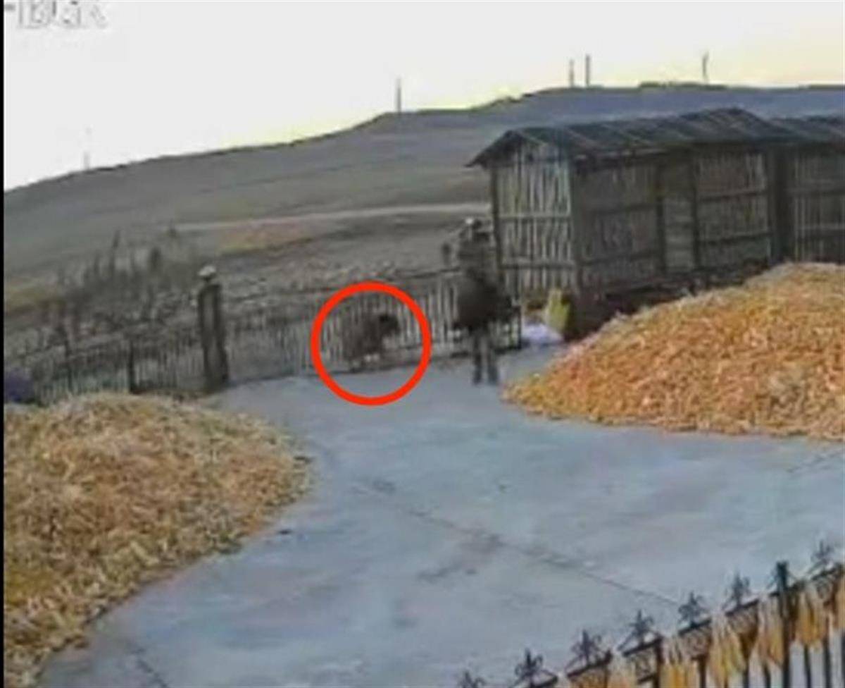 黑龙江一地疑出现老虎进村顶撞农户院门<strong></p>
<p>以太行情</strong>，村民关门躲家中，多部门到场处置
