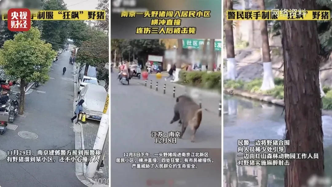 有极强攻击性<strong></p>
<p>如何打开币安网站</strong>！警方确认：当场击毙