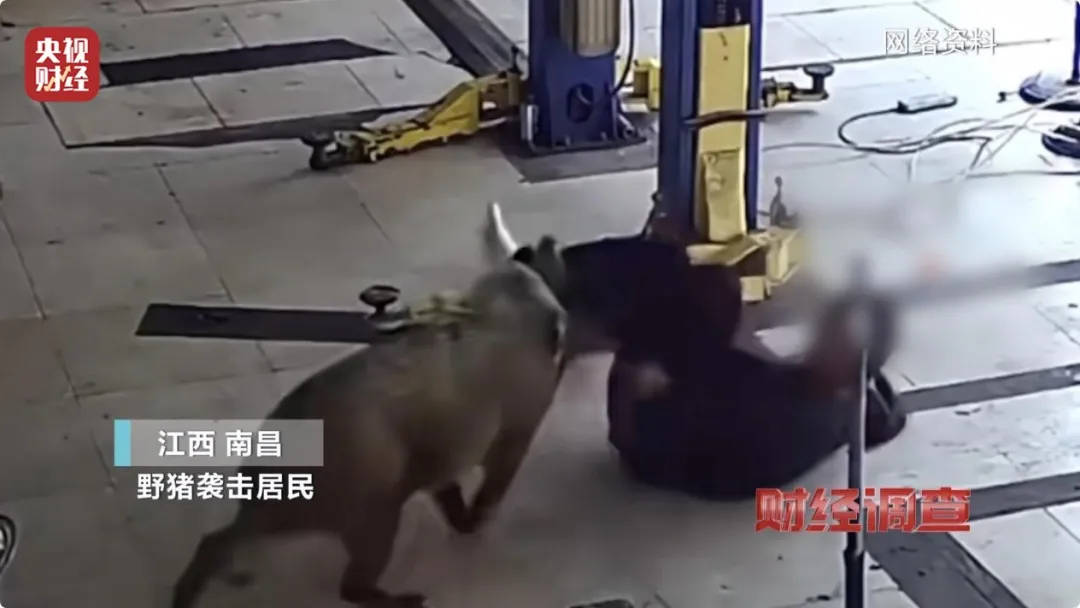 有极强攻击性<strong></p>
<p>如何打开币安网站</strong>！警方确认：当场击毙
