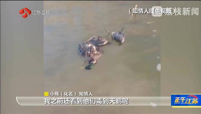 江苏洪泽湖有人毒鸟电鱼<strong></p>
<p>币安APP</strong>？淮安市相关部门：已了解相关情况 正在核实处理