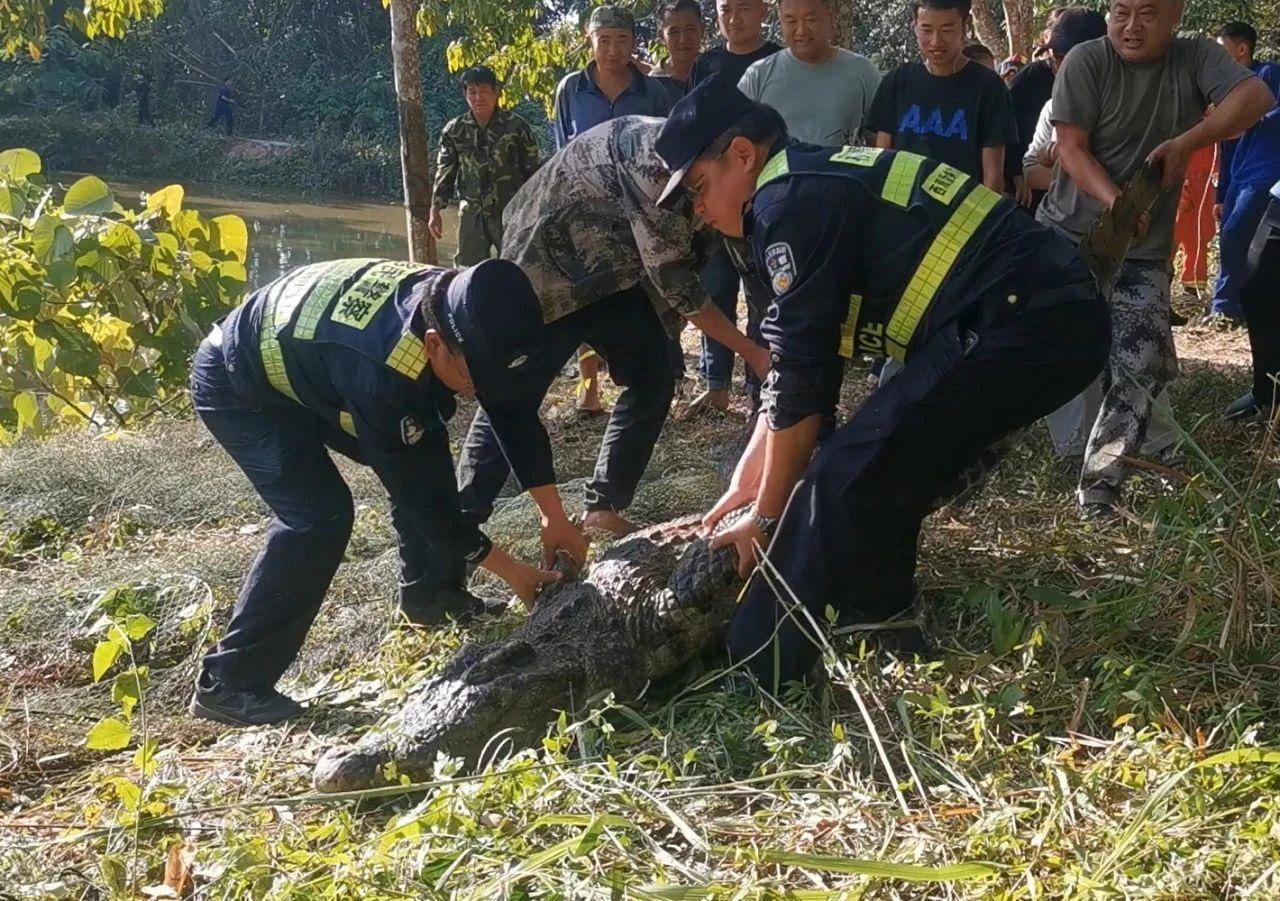 云南一310斤鳄鱼凌晨破笼脱逃：在鱼塘找到<strong></p>
<p>币安怎么玩</strong>，特警开枪击毙