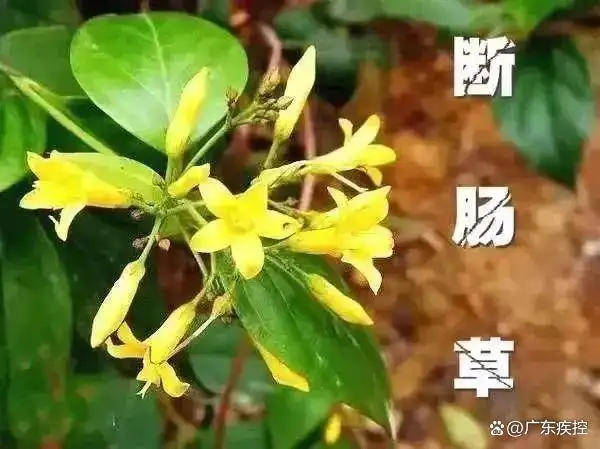 广东一老人买药材煲汤中毒身亡 当地：店铺误售断肠草<strong></p>
<p>币安下载不了</strong>，老板被拘留