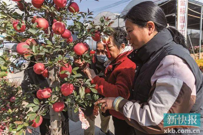 太火了<strong></p>
<p>币安binance网</strong>！广州有商家一天卖出平时一个月的花