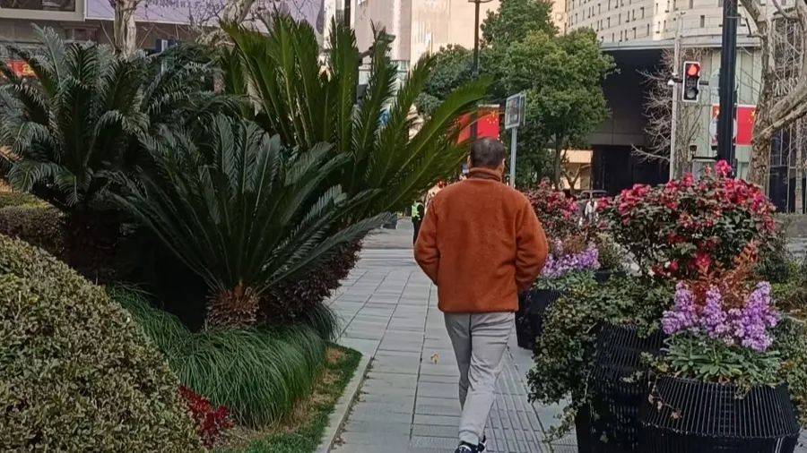 不是扎脸就是扎头<strong></p>
<p>币安下载</strong>，还有毒！上海街头这种行道树合适吗？