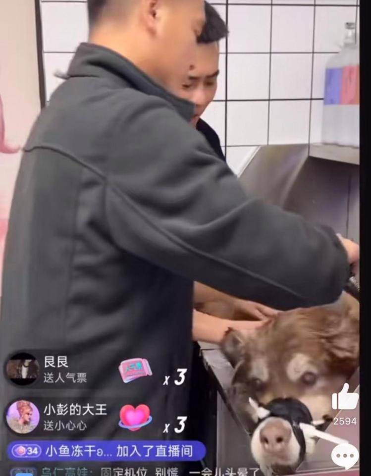 千万粉丝训犬师网红潘宏账号内容被一夜清空<strong></p>
<p>币安app</strong>，园区所在地官方：正调查