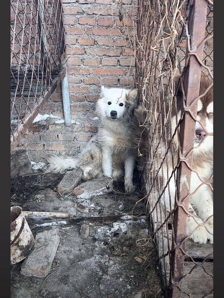 千万粉丝训犬师网红潘宏账号内容被一夜清空<strong></p>
<p>币安app</strong>，园区所在地官方：正调查
