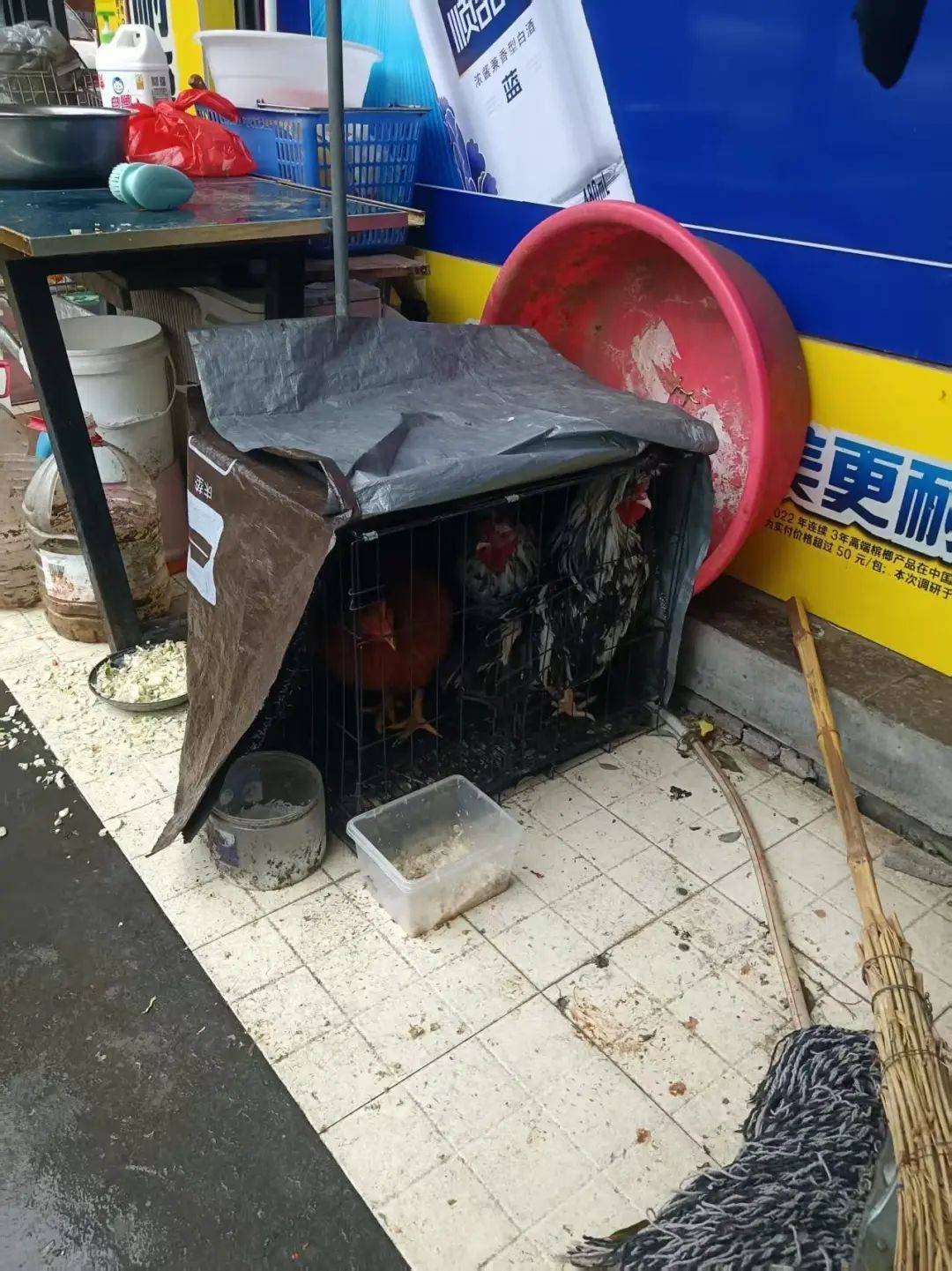 凌晨打鸣到天亮！长沙一小区超市养4只公鸡邻居难入睡<strong></p>
<p>币安网页版</strong>，回应：尽快吃掉