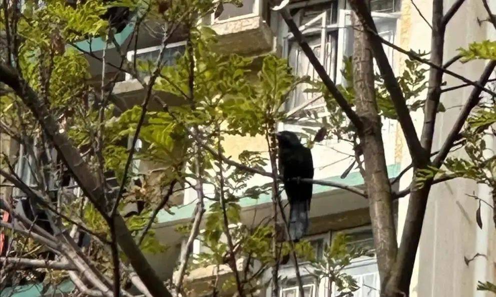“周末想睡个懒觉都不行”<strong></p>
<p>bnb发行</strong>，有多少深圳人被这种鸟吵到神经衰弱