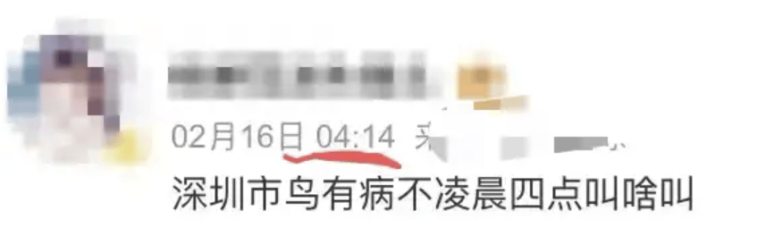 “周末想睡个懒觉都不行”<strong></p>
<p>bnb发行</strong>，有多少深圳人被这种鸟吵到神经衰弱