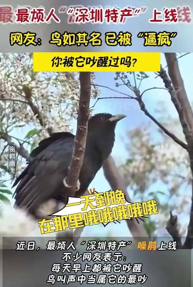 “周末想睡个懒觉都不行”<strong></p>
<p>bnb发行</strong>，有多少深圳人被这种鸟吵到神经衰弱