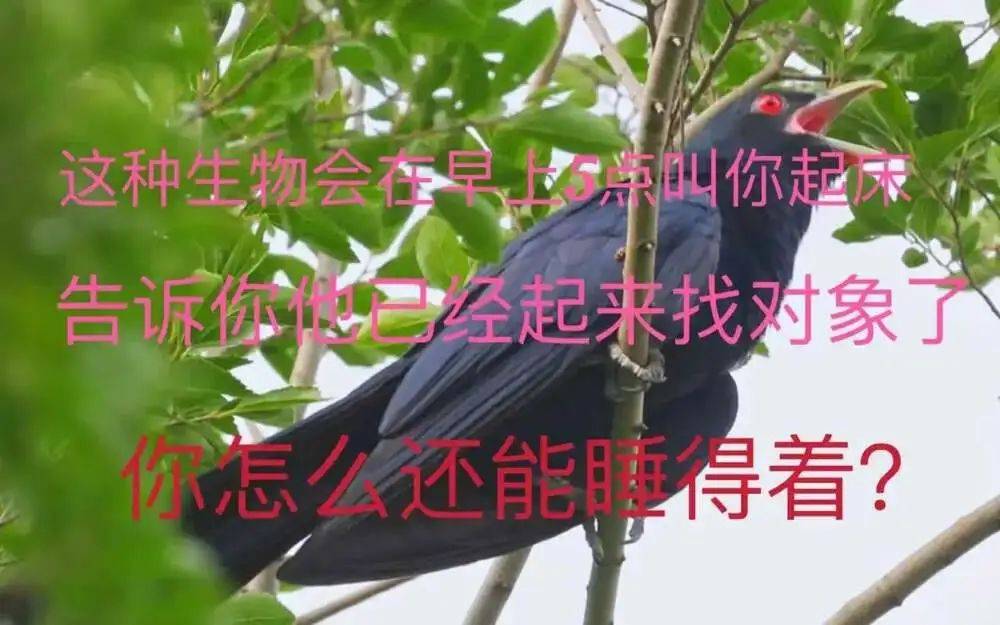 “周末想睡个懒觉都不行”<strong></p>
<p>bnb发行</strong>，有多少深圳人被这种鸟吵到神经衰弱