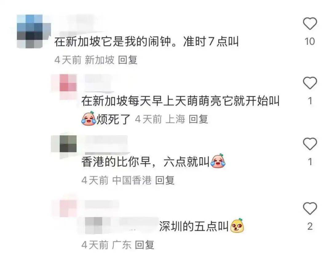 “周末想睡个懒觉都不行”<strong></p>
<p>bnb发行</strong>，有多少深圳人被这种鸟吵到神经衰弱