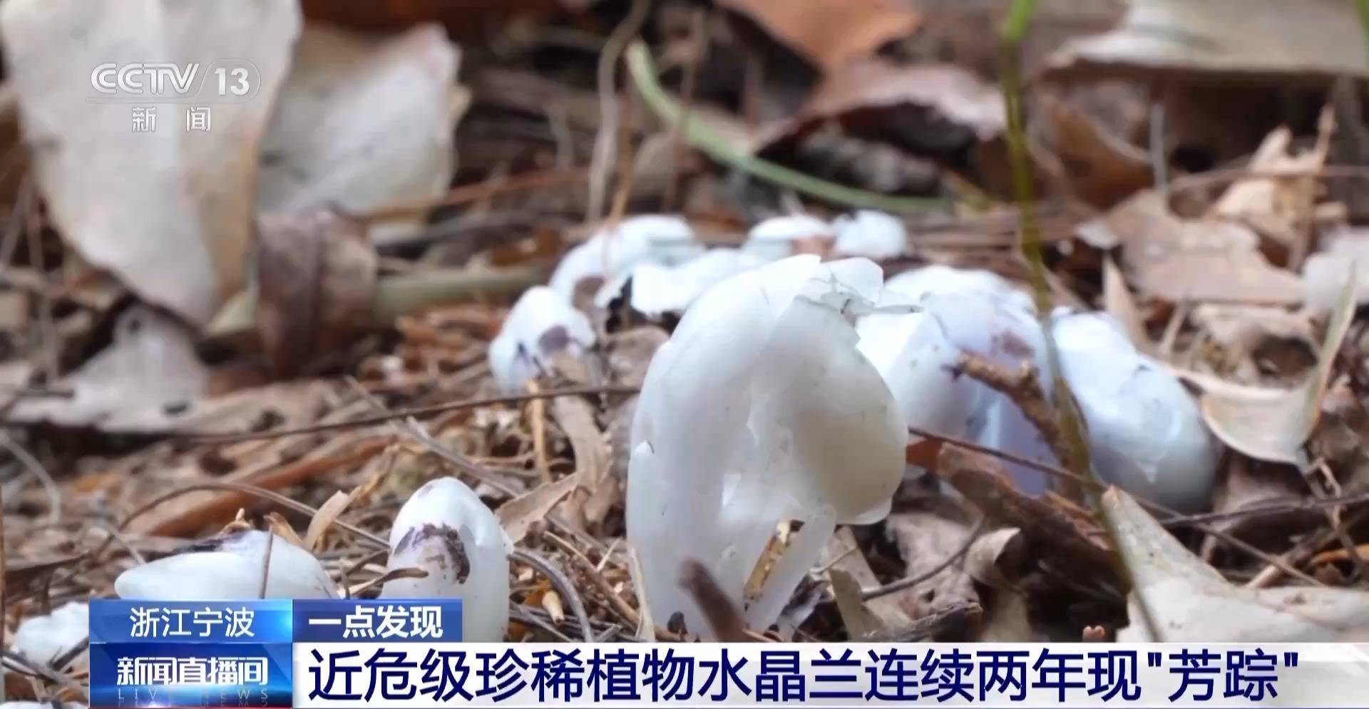 连续两年现身<strong></p>
<p>天猫</strong>！宁波大堰镇再现近危级珍稀植物水晶兰