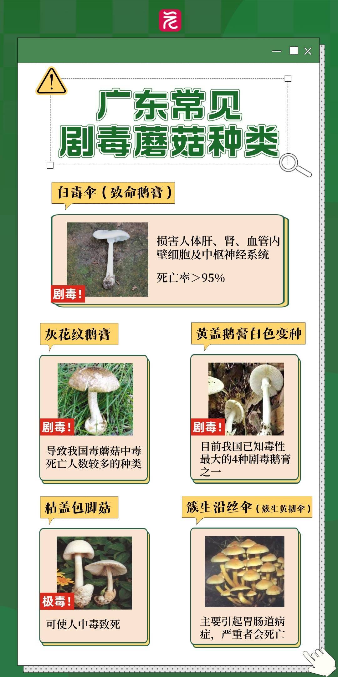 一锅下肚<strong></p>
<p>淘宝</strong>，广东一男子病危休克！死亡率接近100%，再次提醒：不采，不吃