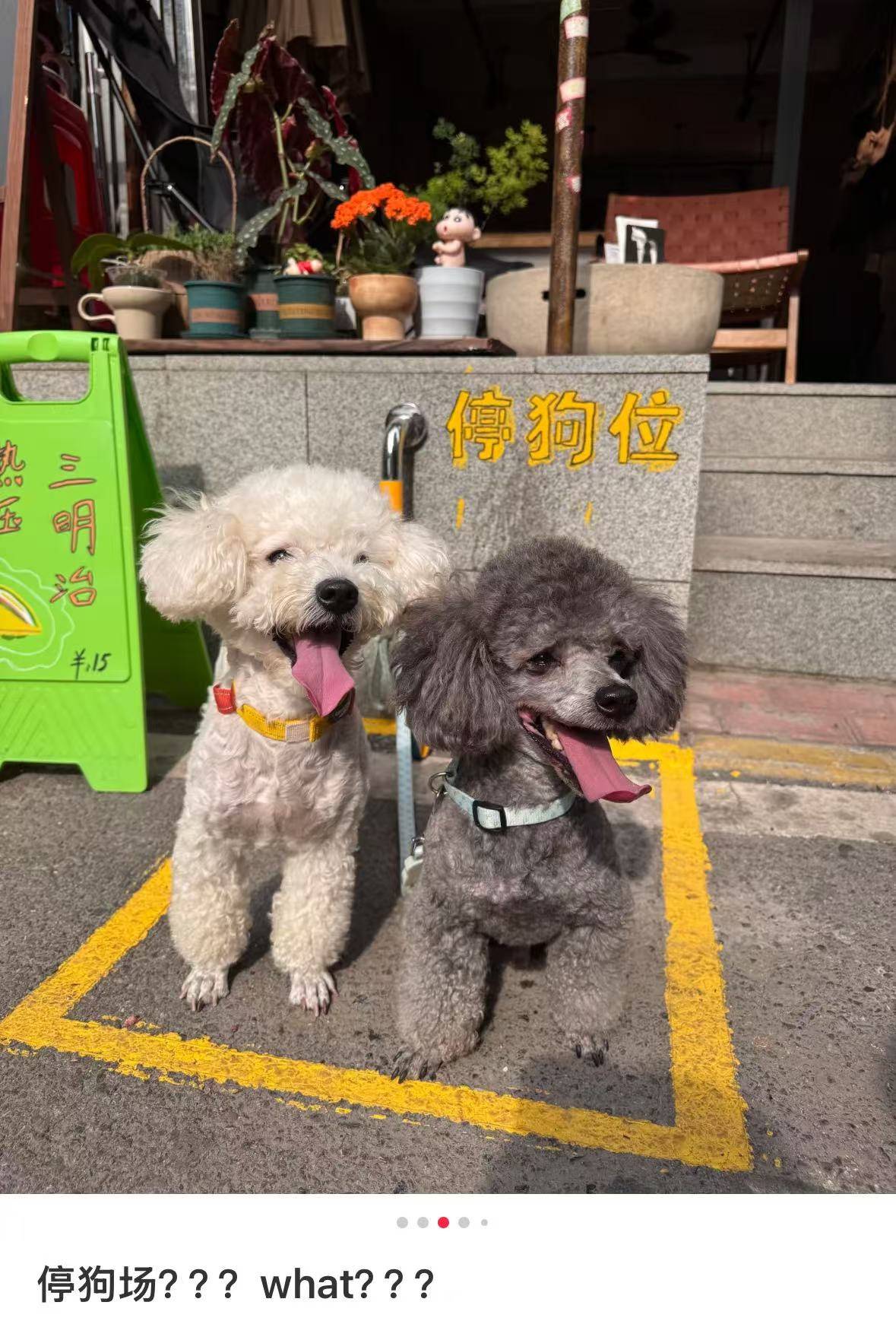 “先停狗再干饭！”武汉多个商铺现“停狗位”<strong></p>
<p>usd</strong>，商家称为吸引宠主，但有宠主表示担心