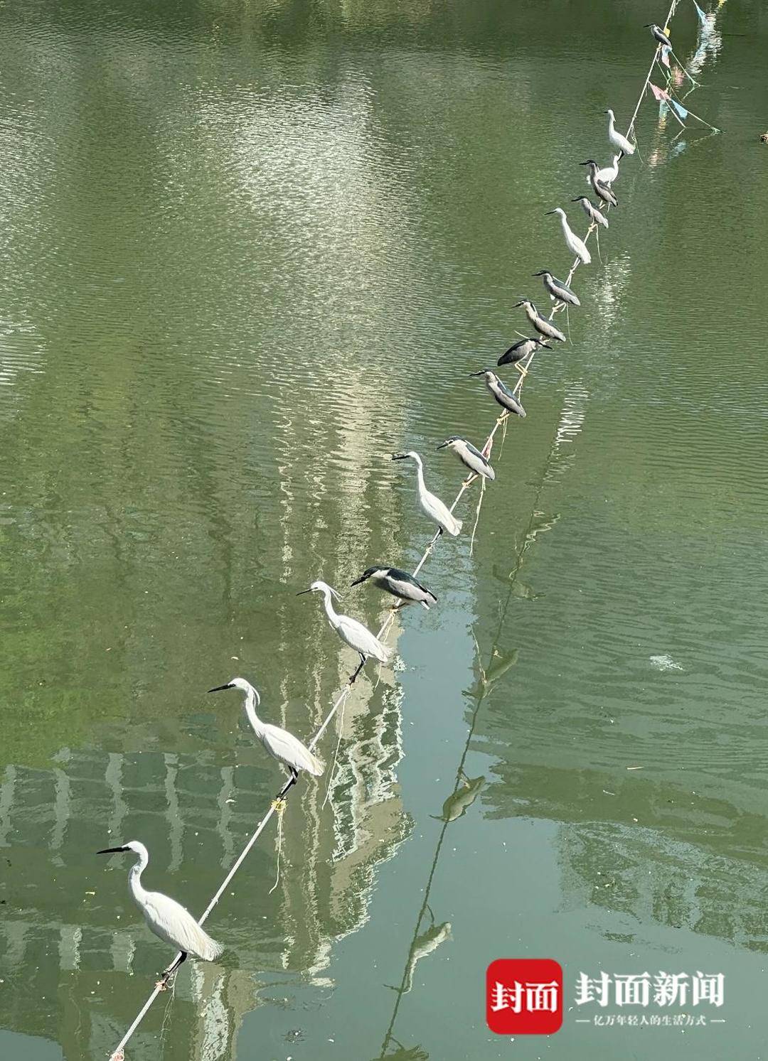 成都又见江上“神”鸟<strong></p>
<p>icu</strong>，洗完脚又排排站 网友：在等红绿灯吗？